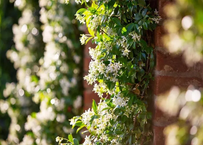 Country Charm Near Holiday home Cortona