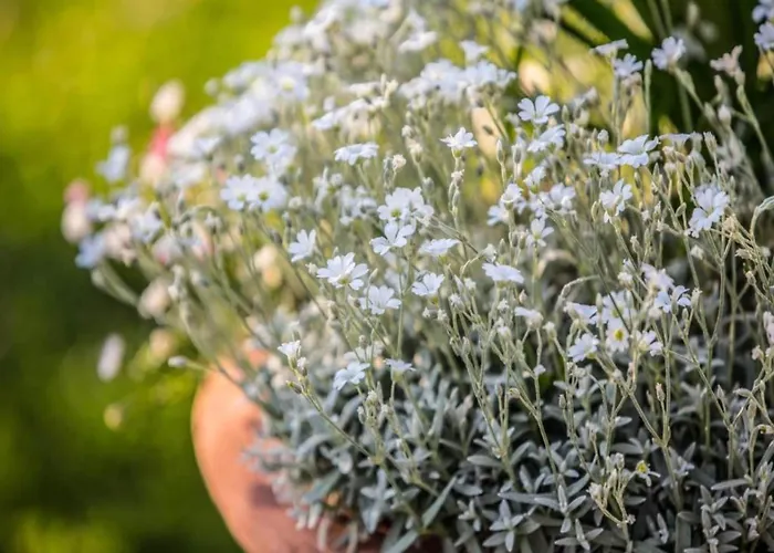 Country Charm Near Hébergement de vacances